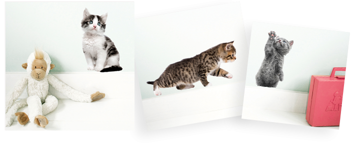 kitten muursticker
