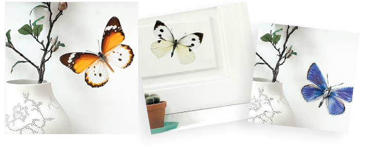 butterfly muursticker