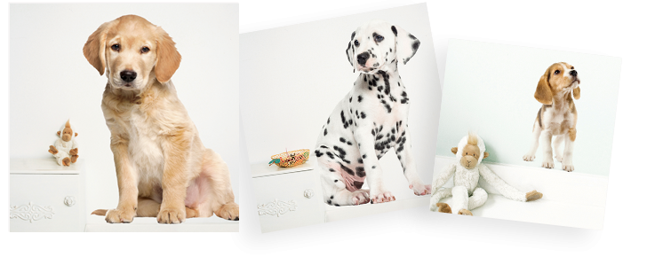 puppy muursticker